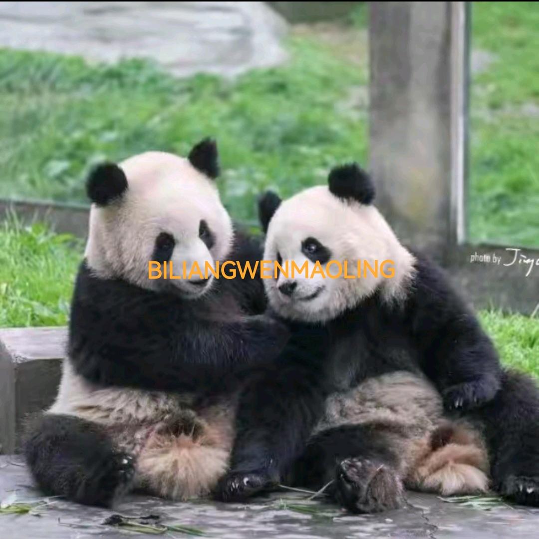 BILIANGWENMAOLING