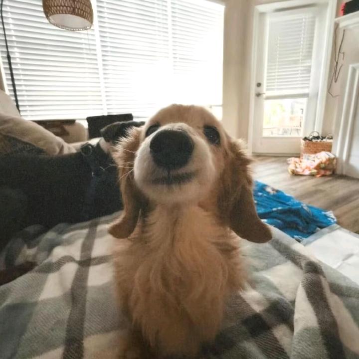Bonnie头像