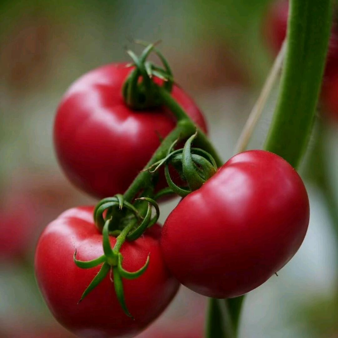 番茄🍅大叔
