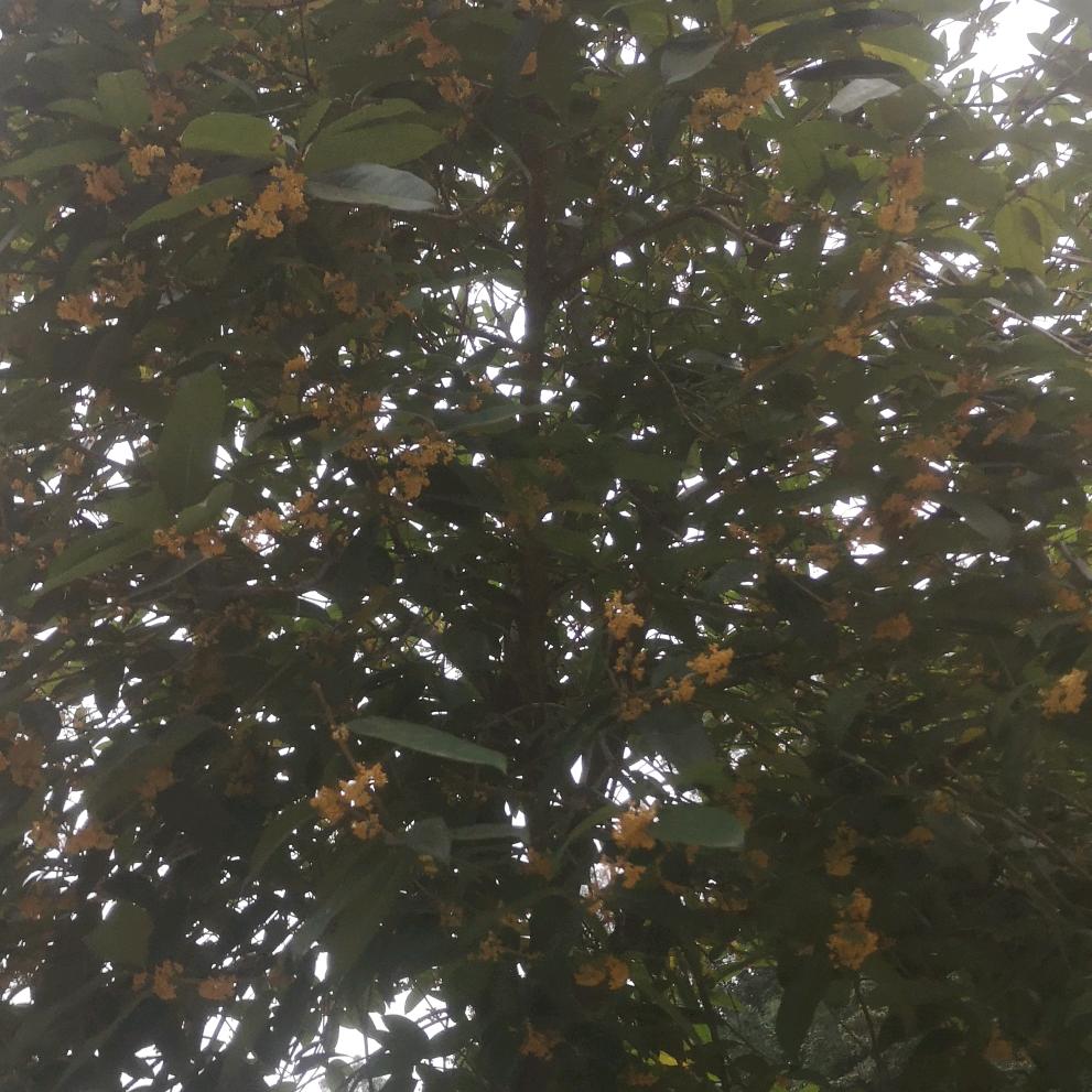 宏成