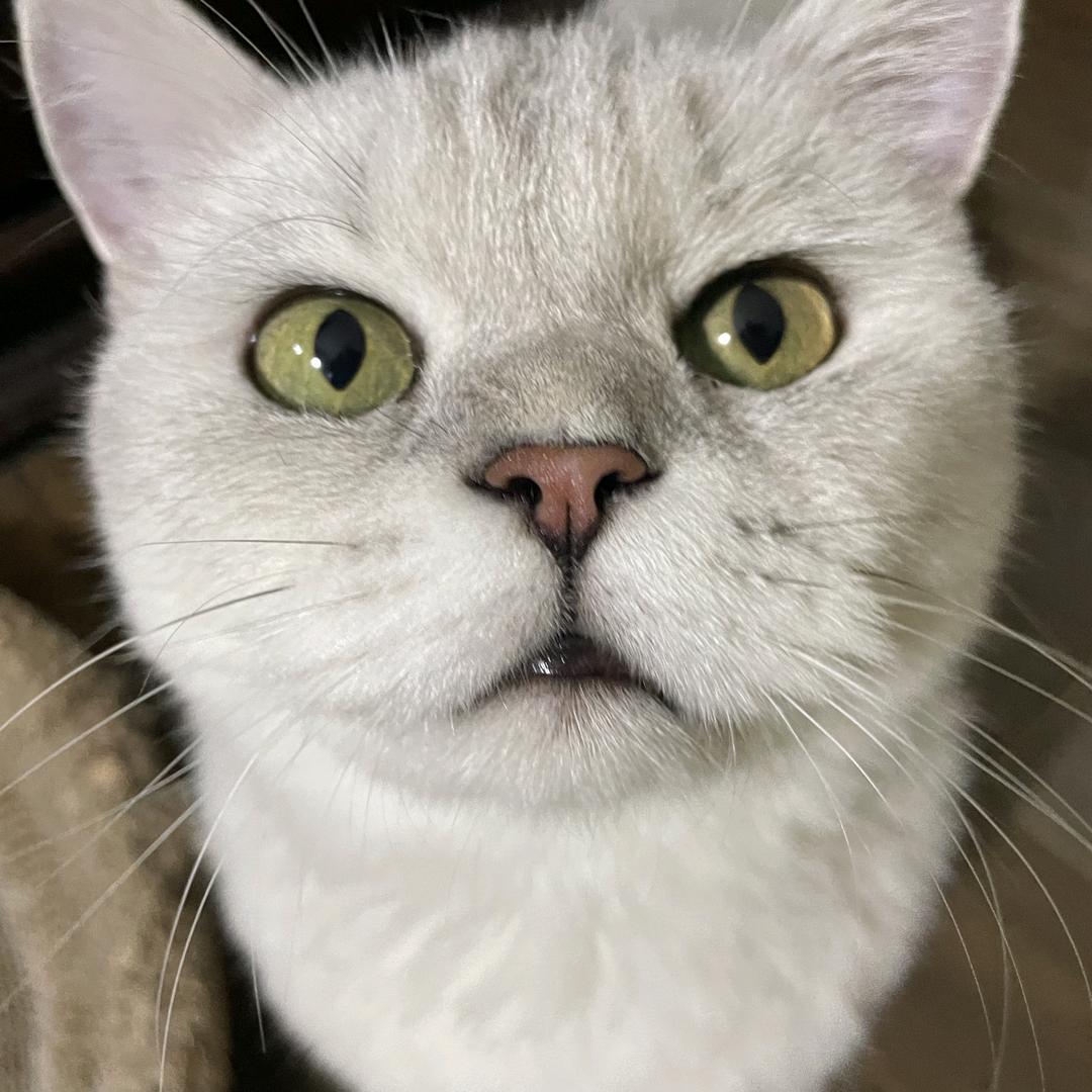 贝吉塔不吃槟榔