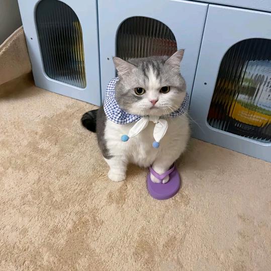 小纯环游记