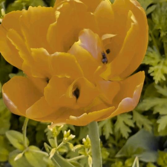 💕: ꕥ᭄走向💞未来ꦿᩚ࿐: 💕: