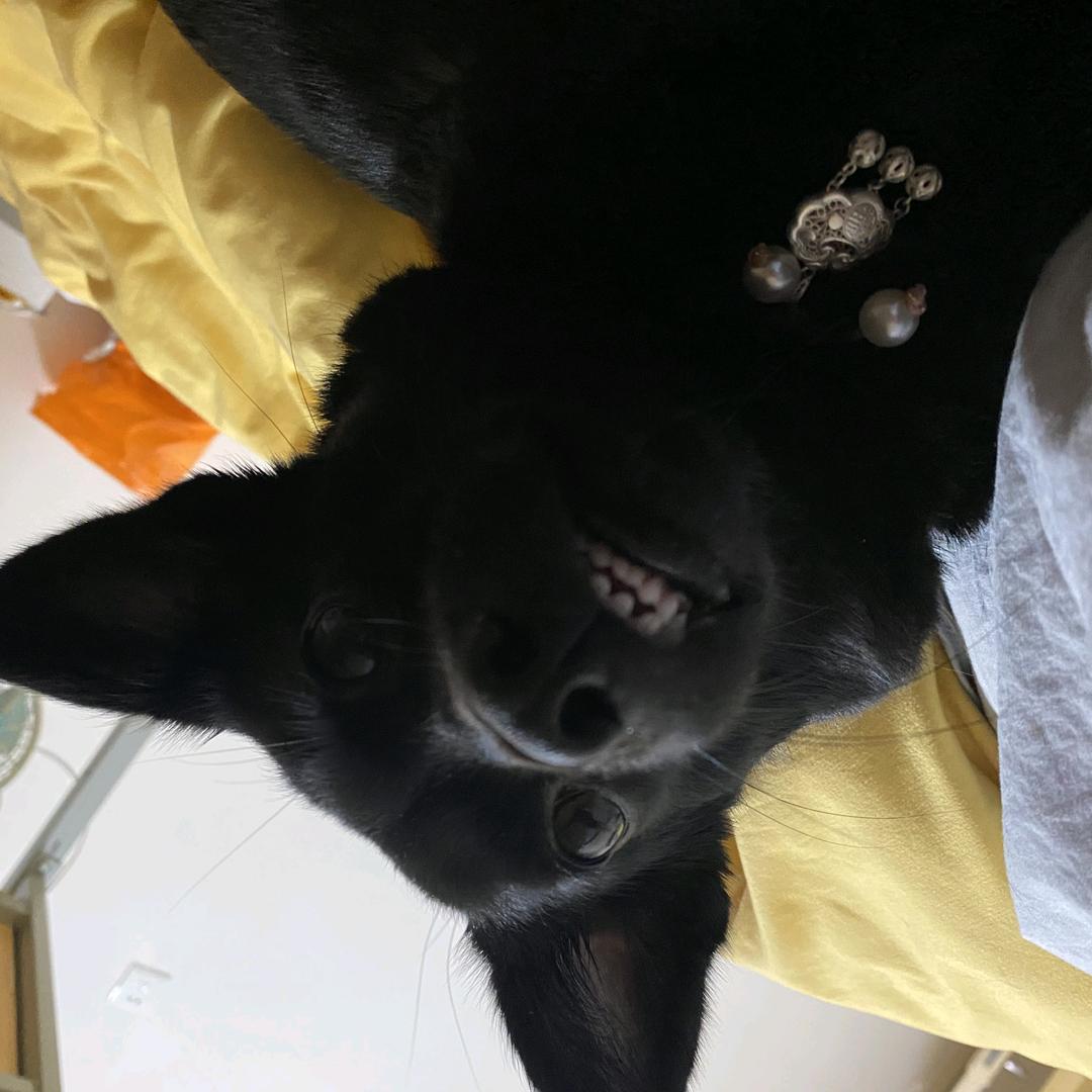 黄桃罐头🐶