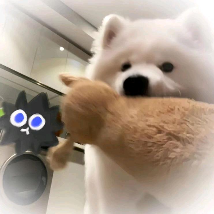 小熊可可茶