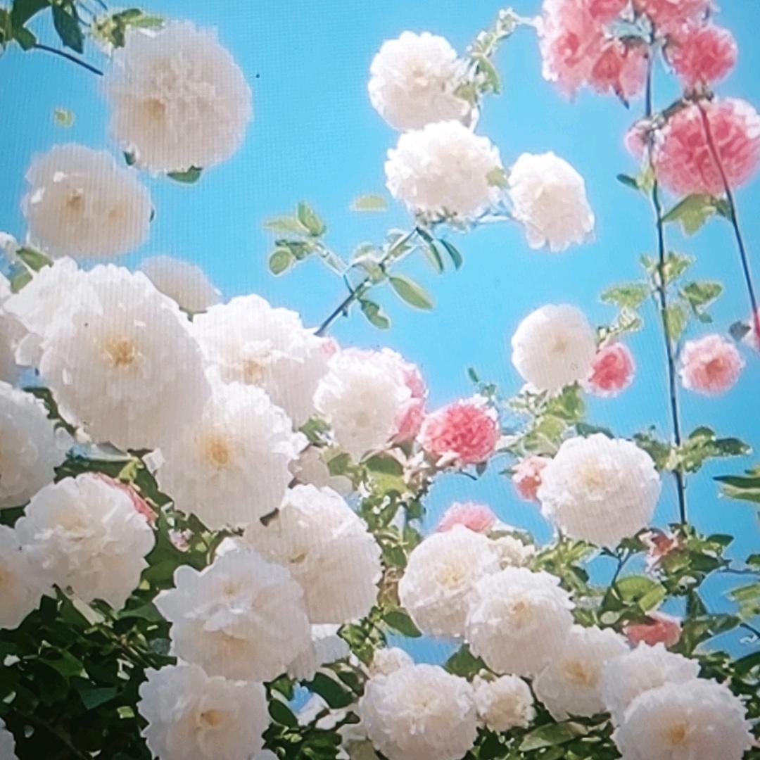 花仙子