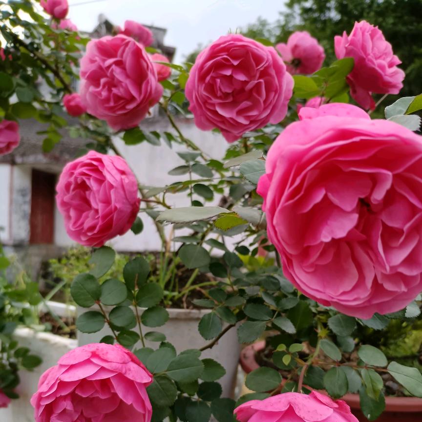 开❤️过好💝每一天🍎🍒