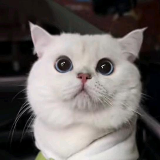 诺宝