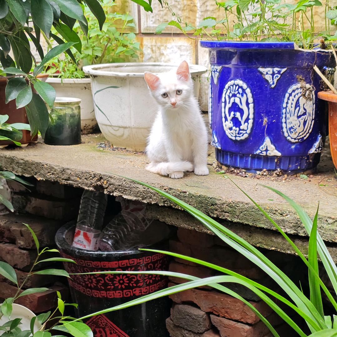 谷德猫宁