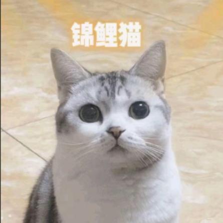 山达不溜