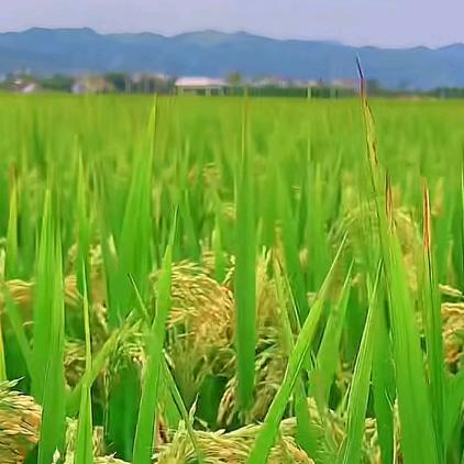 记录美好生活。🐰