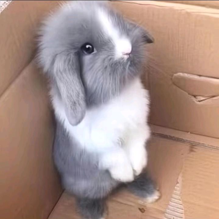 小白兔🐇🐇喜欢胡萝卜🥕🥕