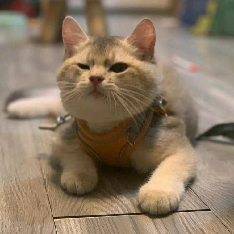 猫腻呀！多米🍭