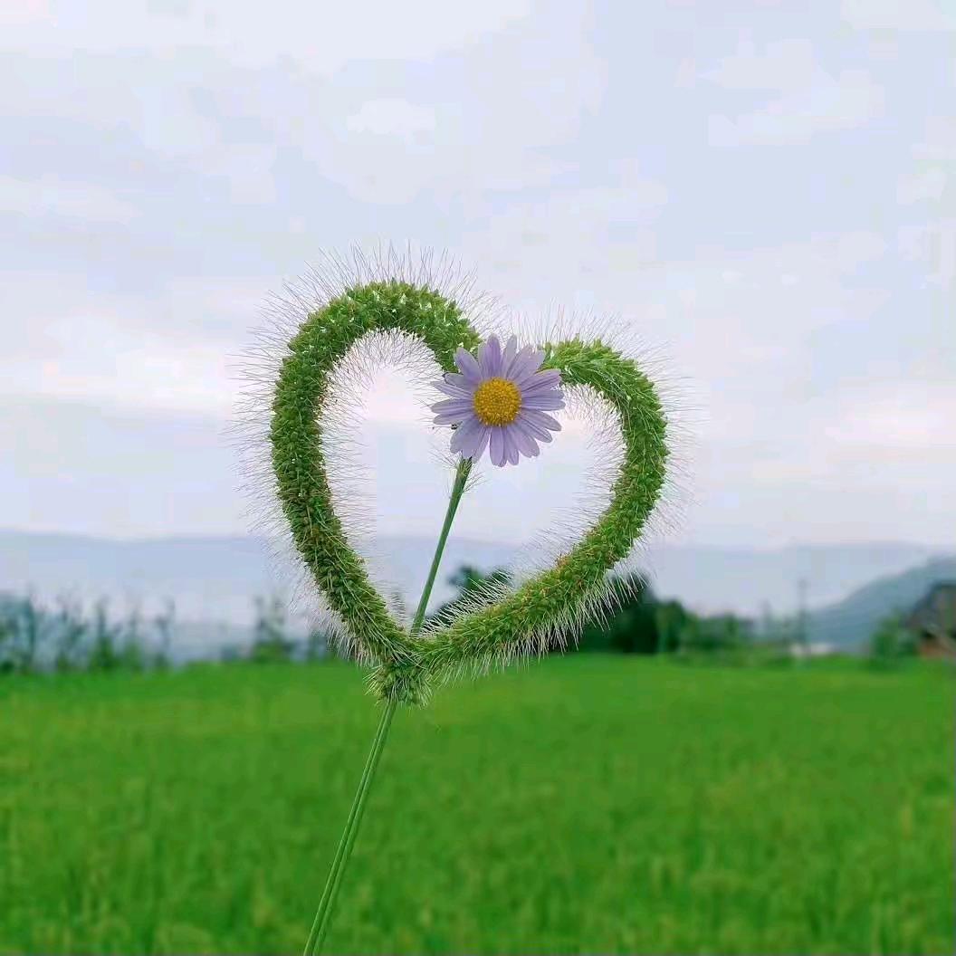 陕西大秦帝果