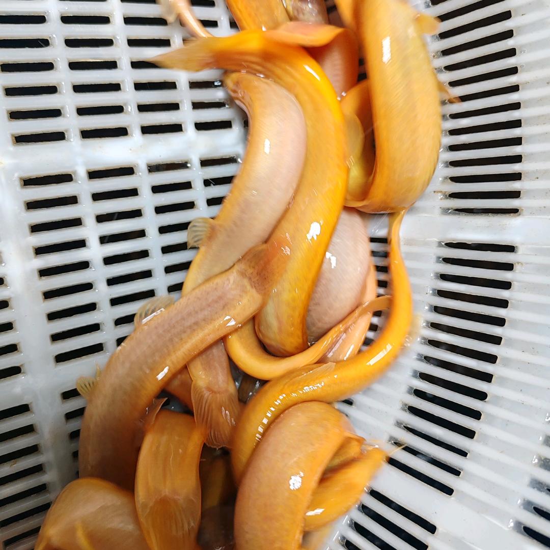 黄金泥鳅观赏鱼养殖基地