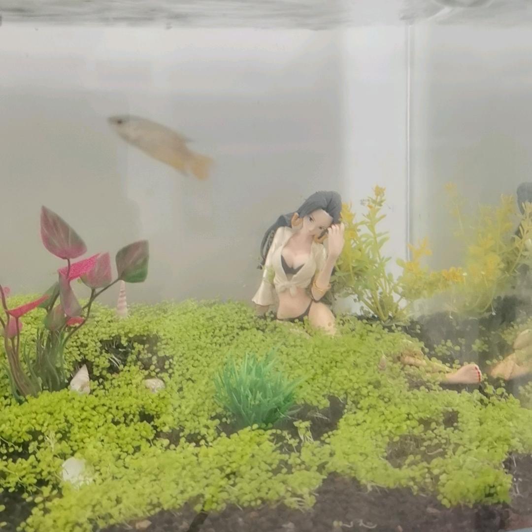 老登聊养鱼
