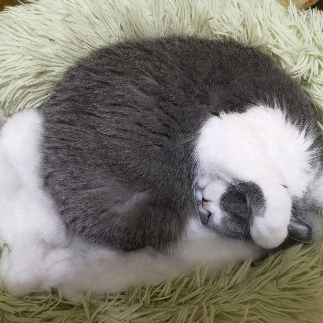 小鲁