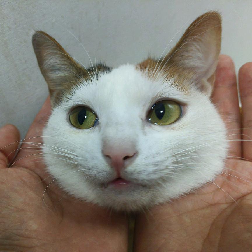 风子
