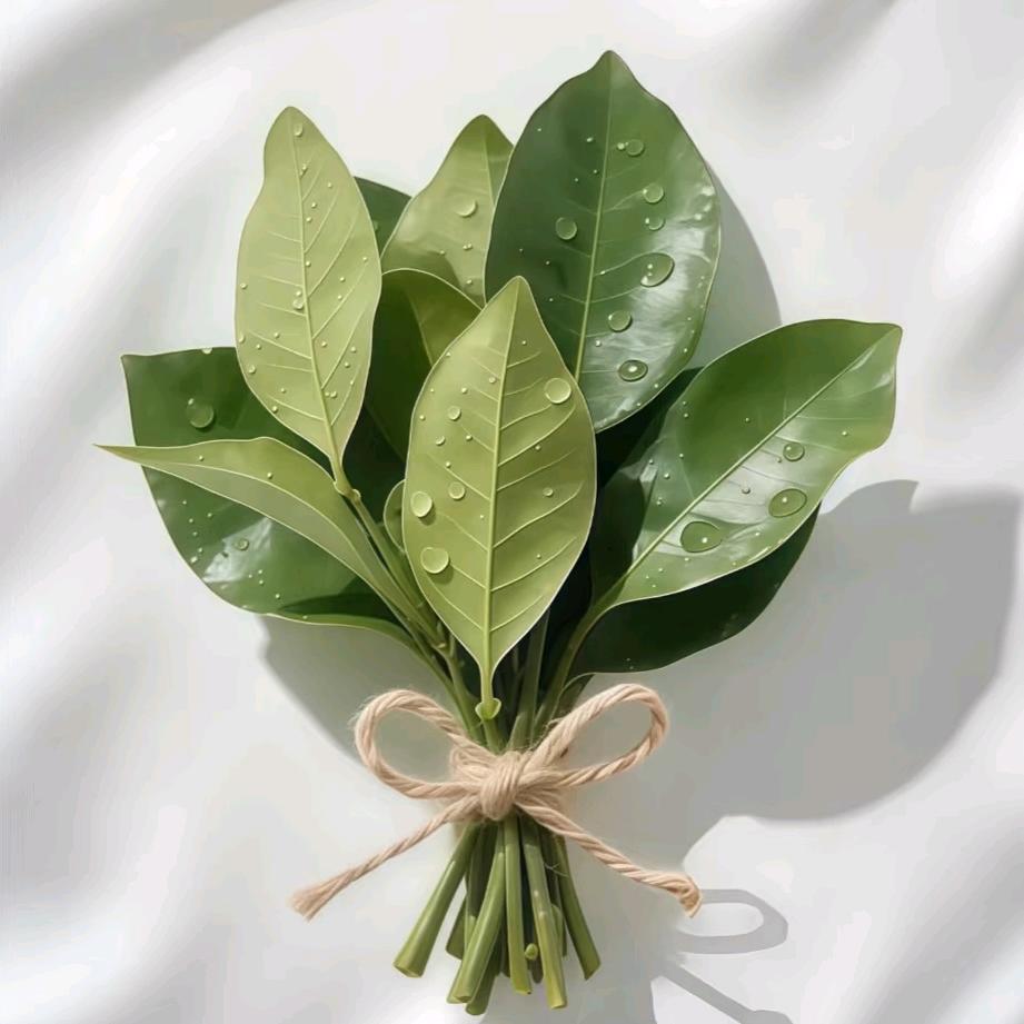 汉堡里的菜叶
