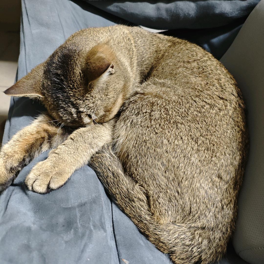 腭