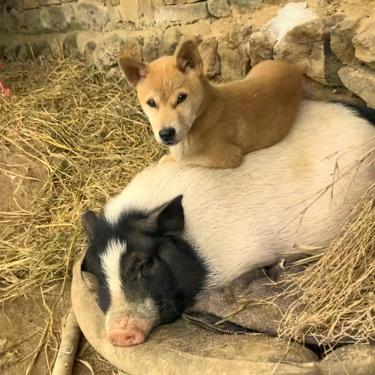 巴马香猪和土狗养殖场