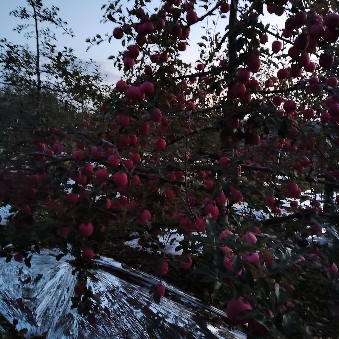 平平淡淡
