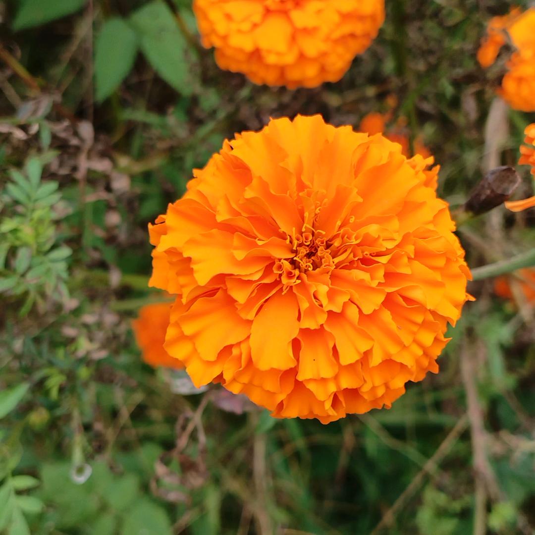 可可妈（小号1）