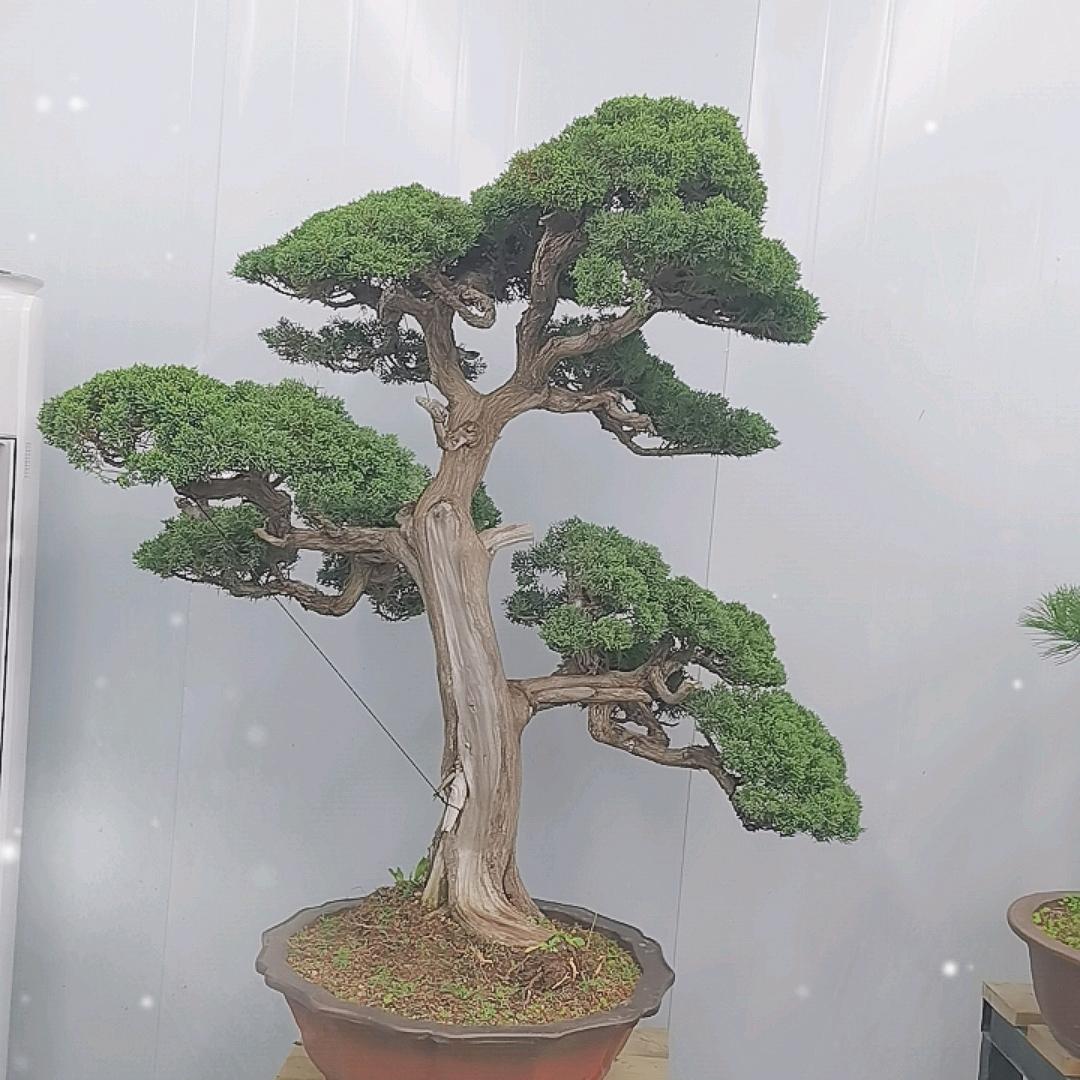 玖月花园花卉