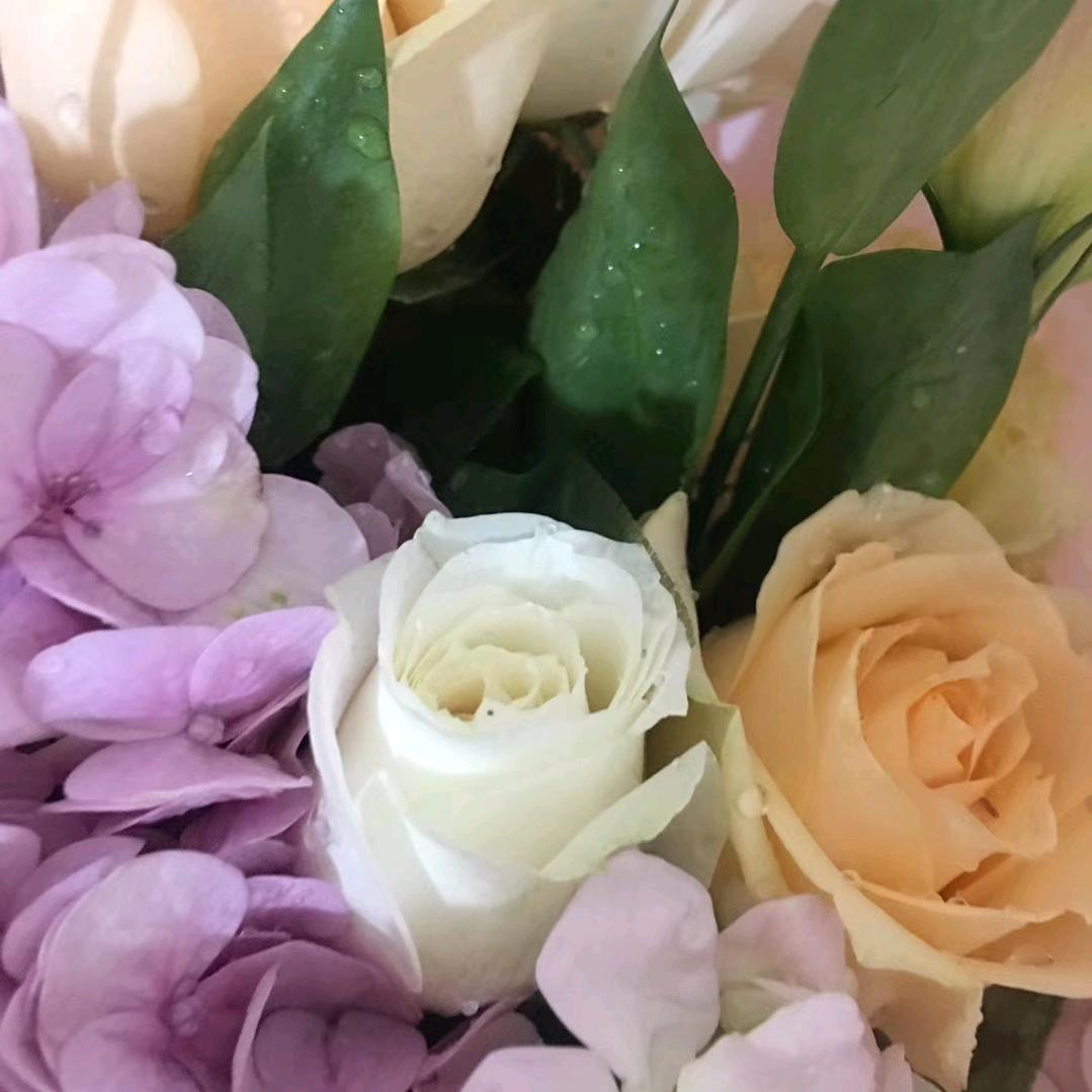 玫瑰花