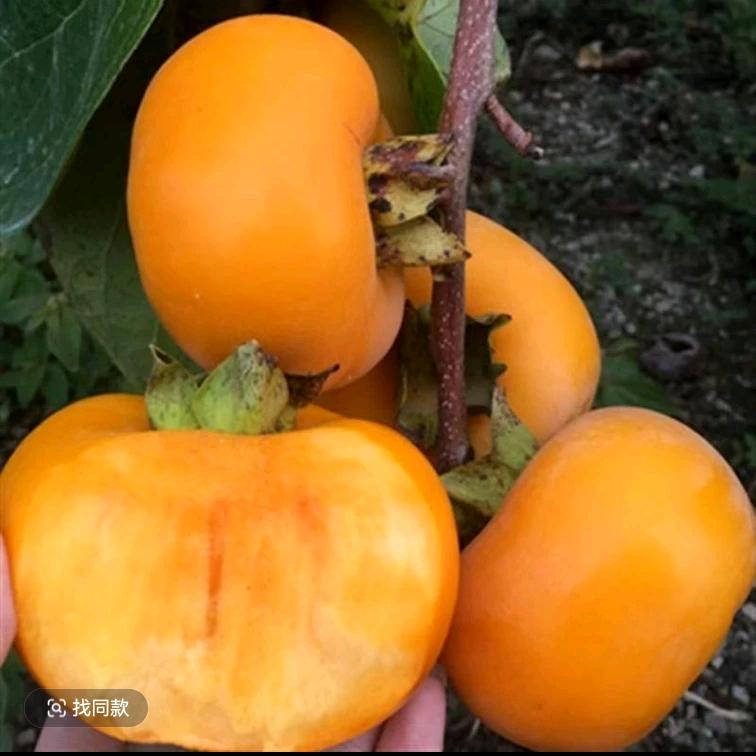 鲜雅堂驰嘉果树苗木专卖店