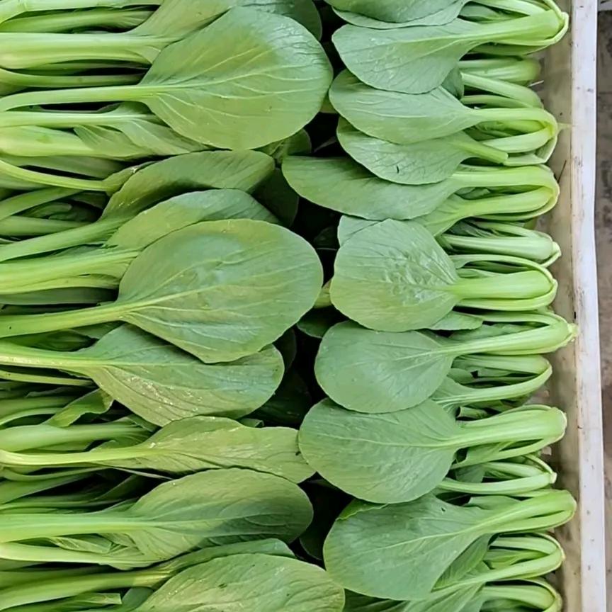 南通种蔬菜大棚的小王👗