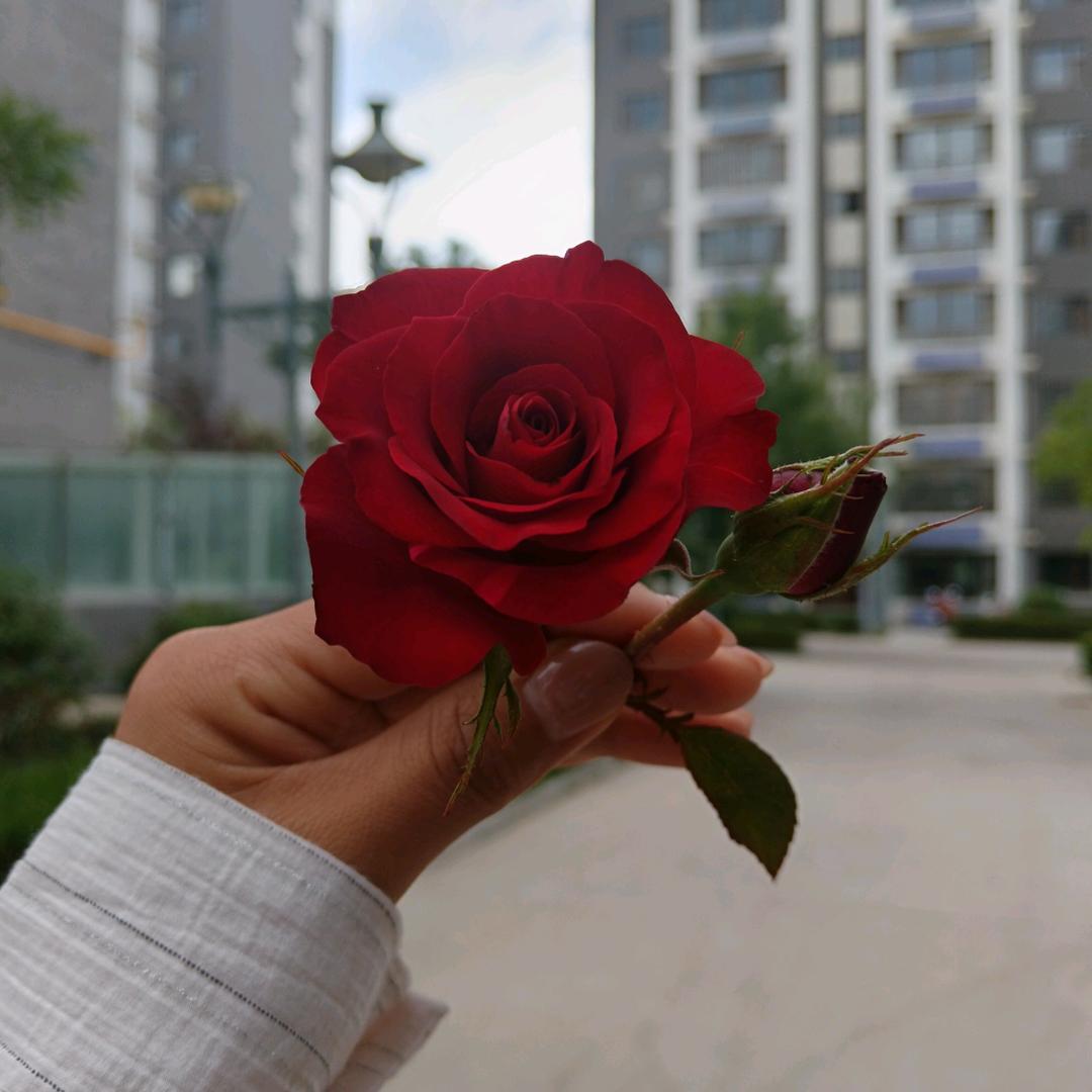 🌷