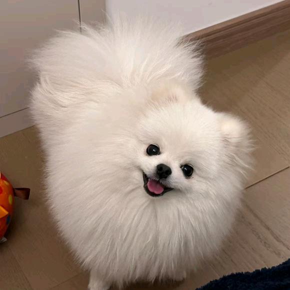 我家博美叫臭宝
