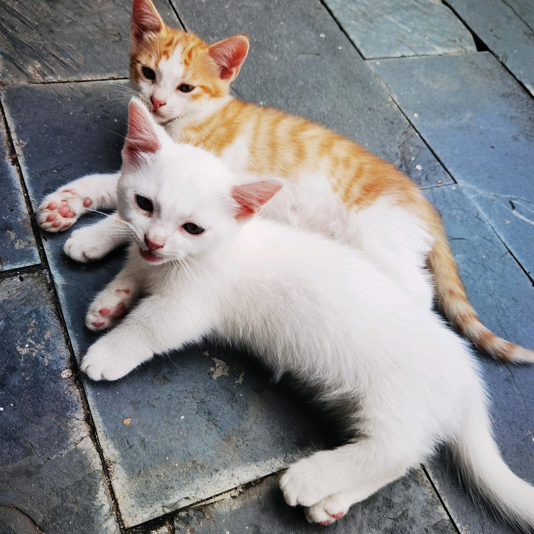 一个爱猫的小孩