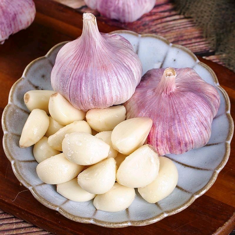 卓恒大蒜供应