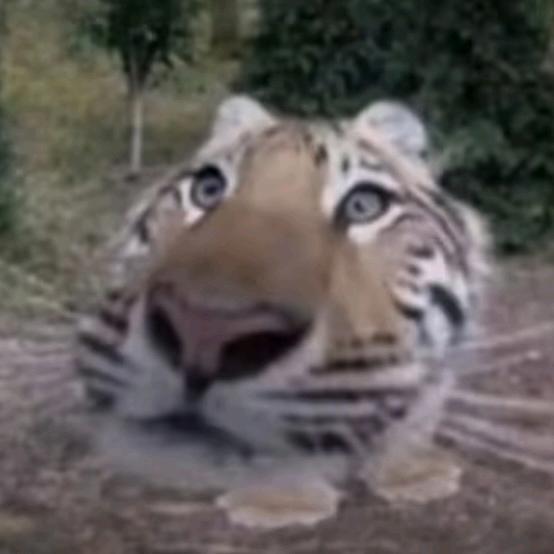 🎾汤沐森（教练版）