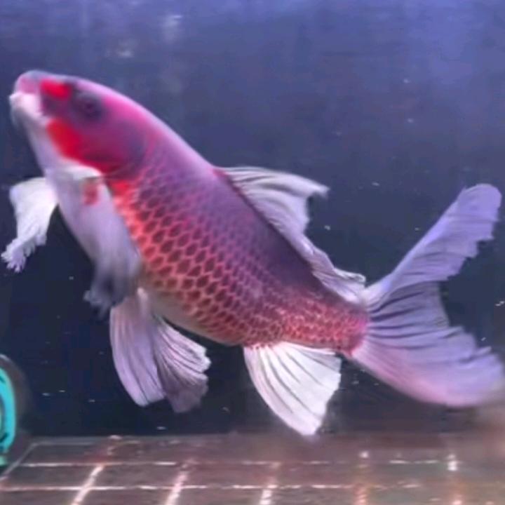 龙龙水族《蝴蝶鲤》