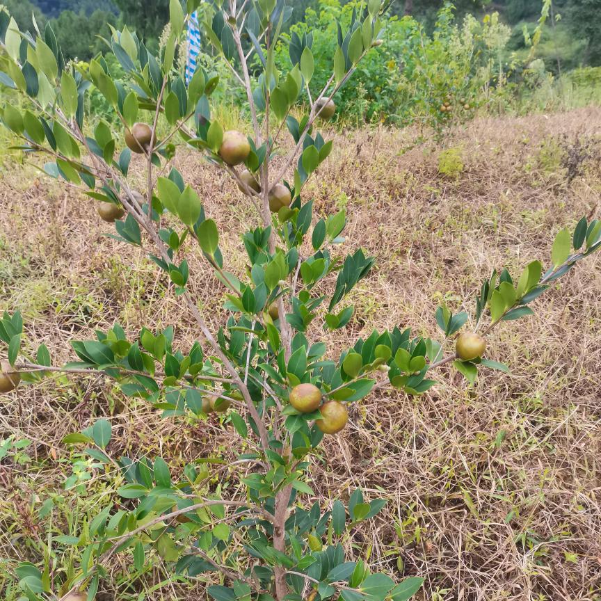 鲁家姑娘从头再来