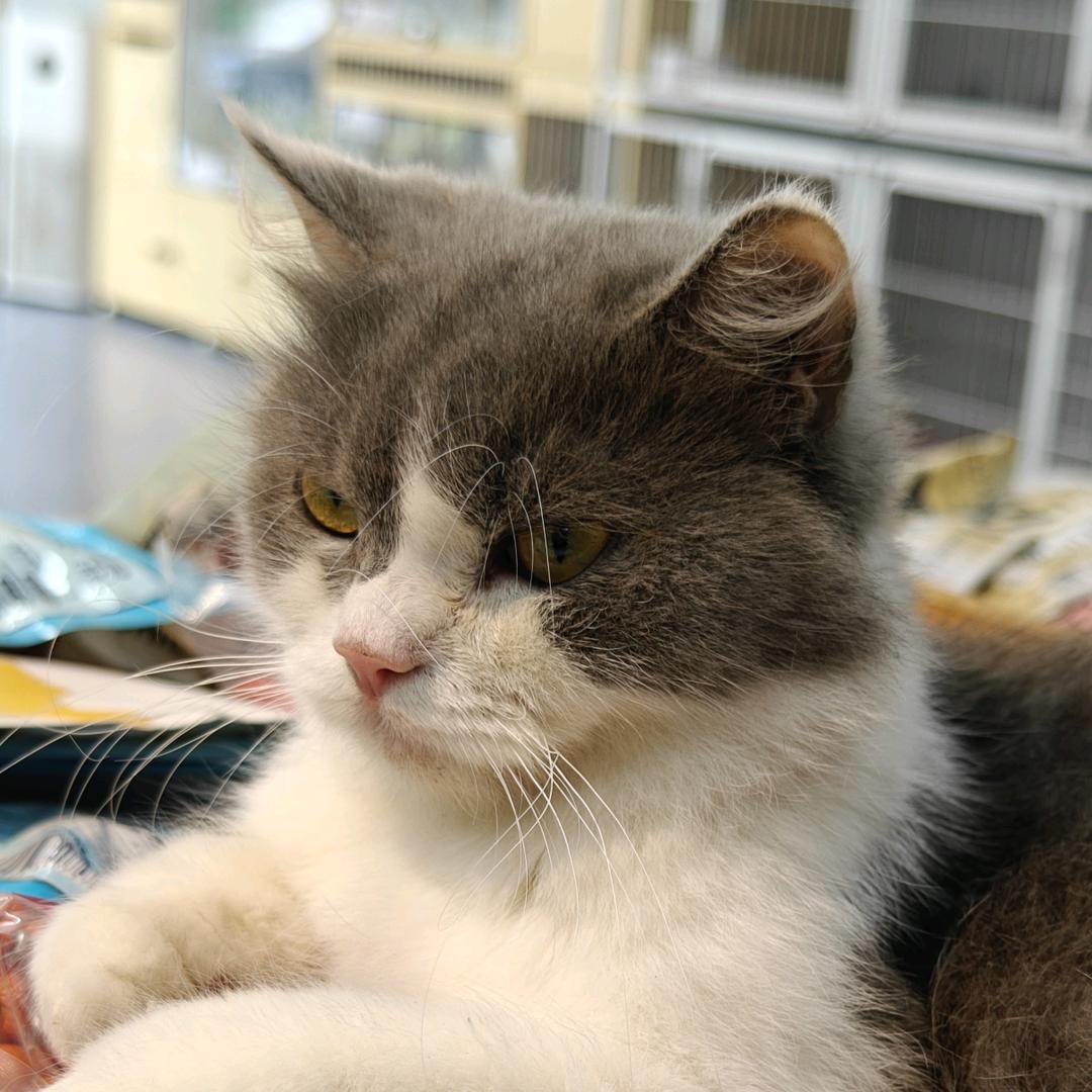 嘉诚今天吃什么