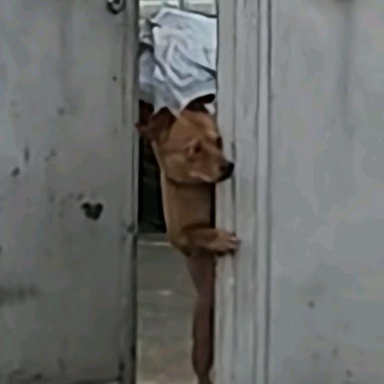 「三只熊」熊大→创业版