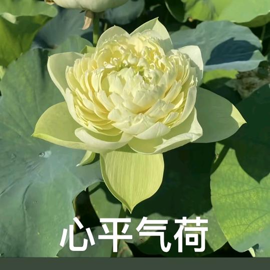 粗茶淡饭亦安然