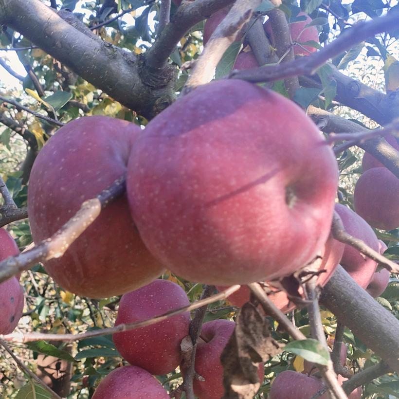 昭才健康农产品严选店