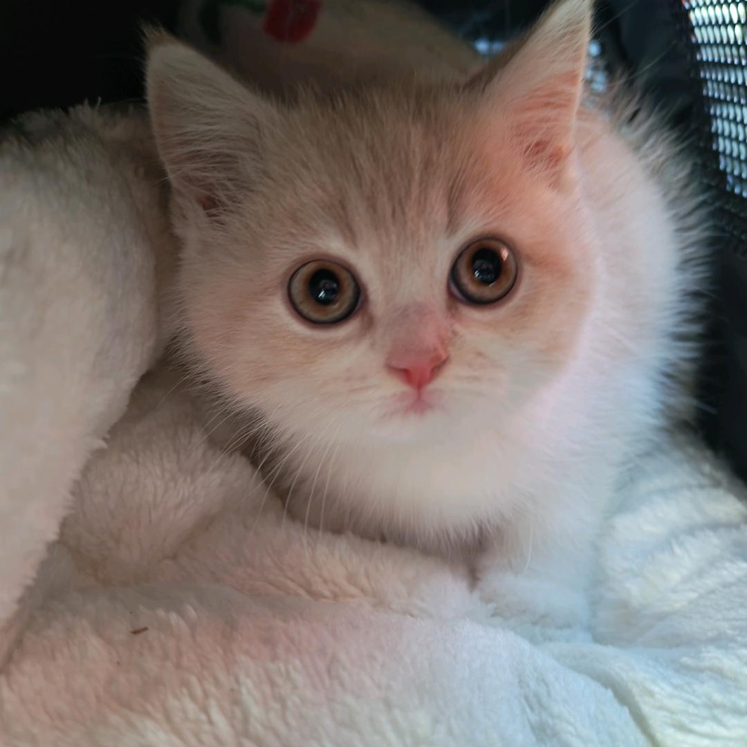 夜樱よざくら🌸