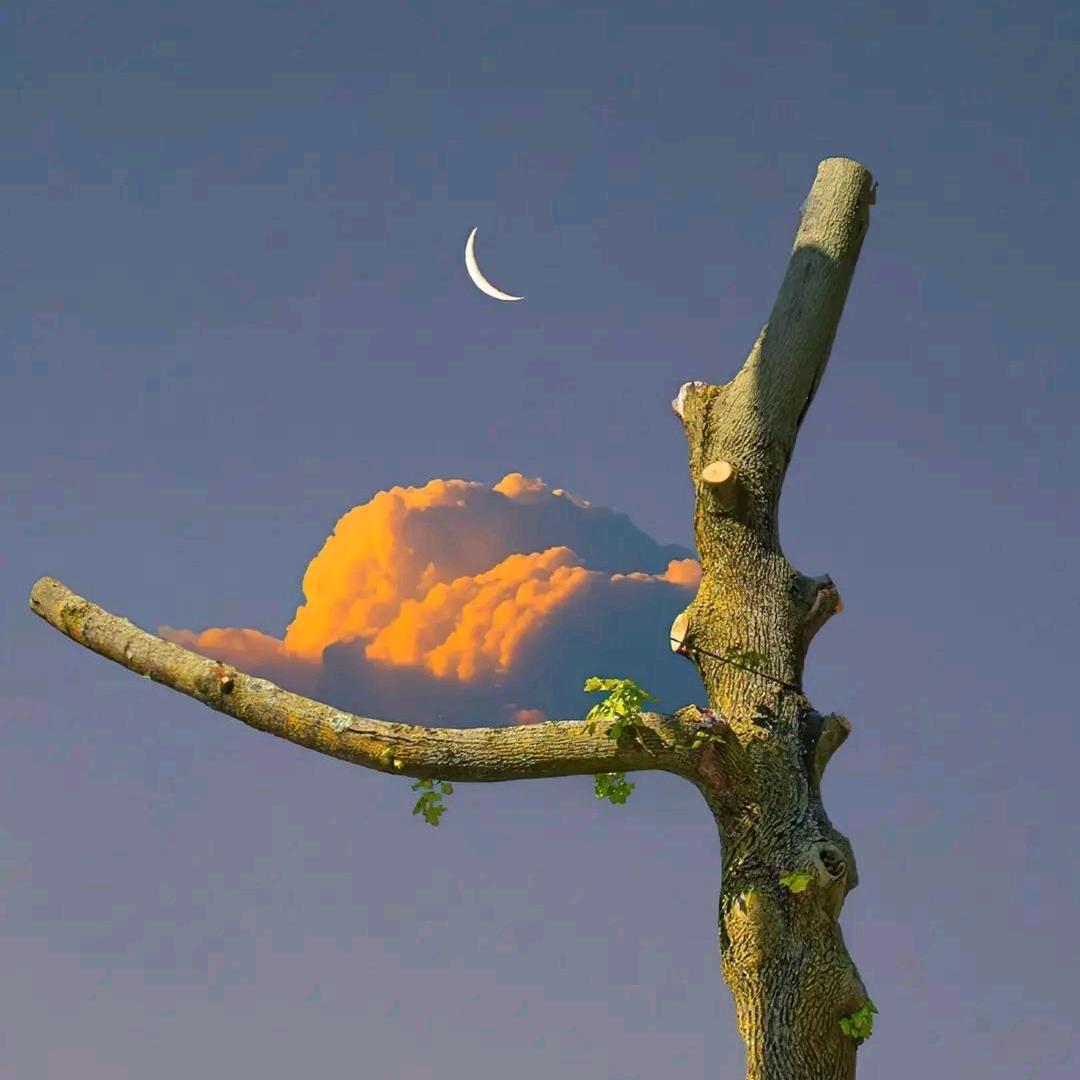 紫竹云锦韩东升