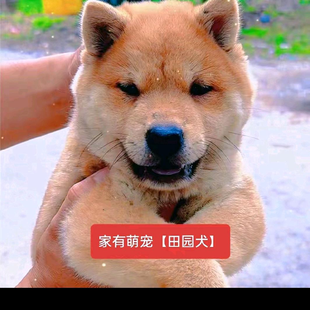 叶爱林