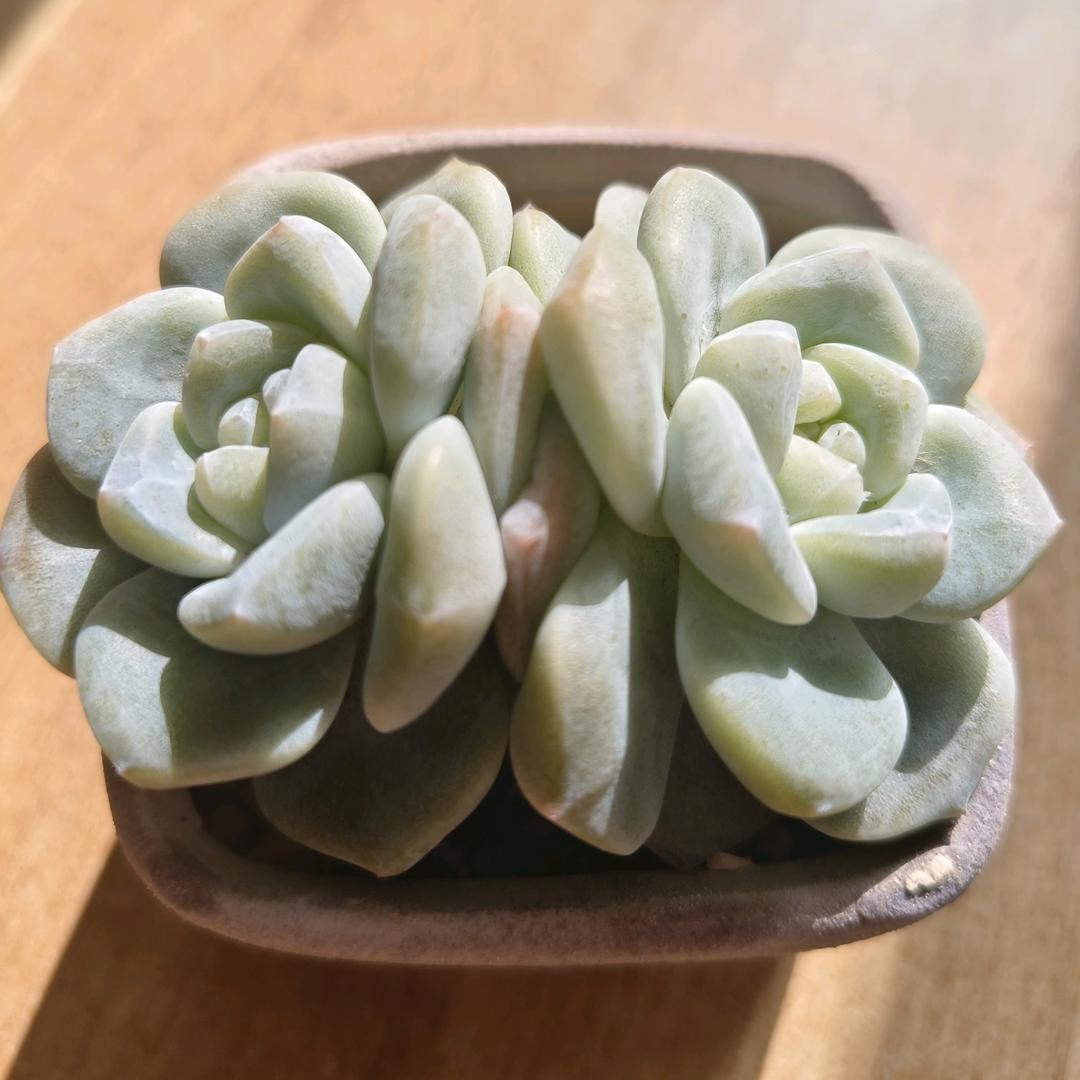 紫色的蒲公英