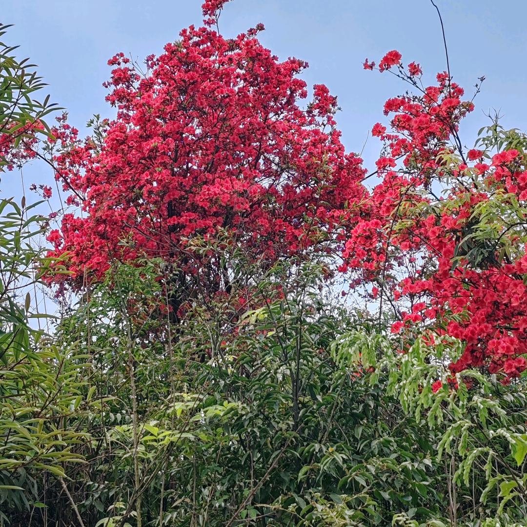 我的快乐不是梦