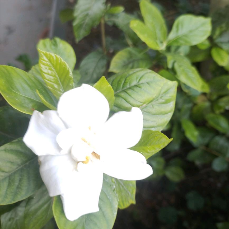 秀丽
