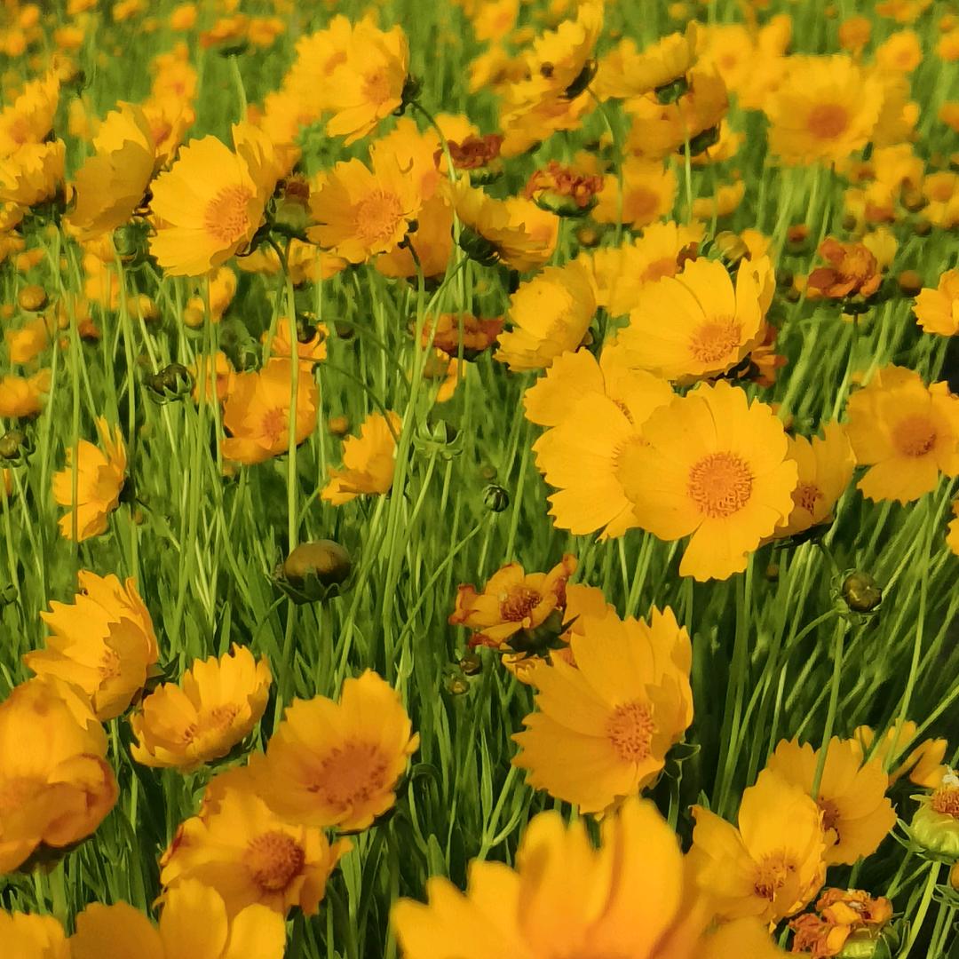 ⭐(🌸¯͒杜¯͒🌸)