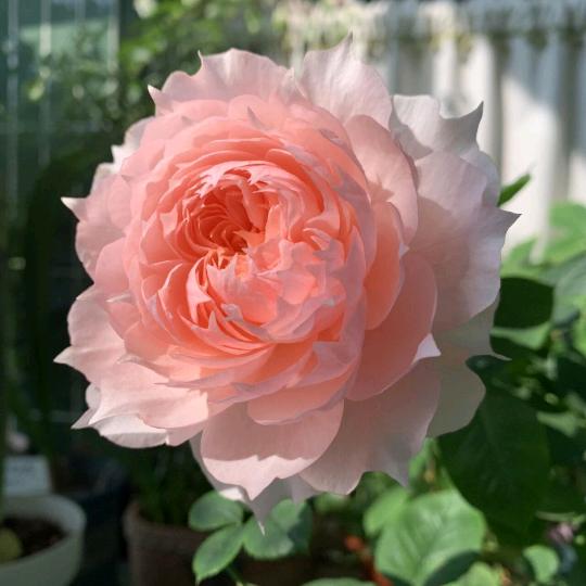 美蕊老师教唱歌